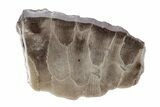 Polished Petoskey Stone (Fossil Coral) Refrigerator Magnets - Photo 3